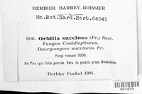 Orbilia succinea image